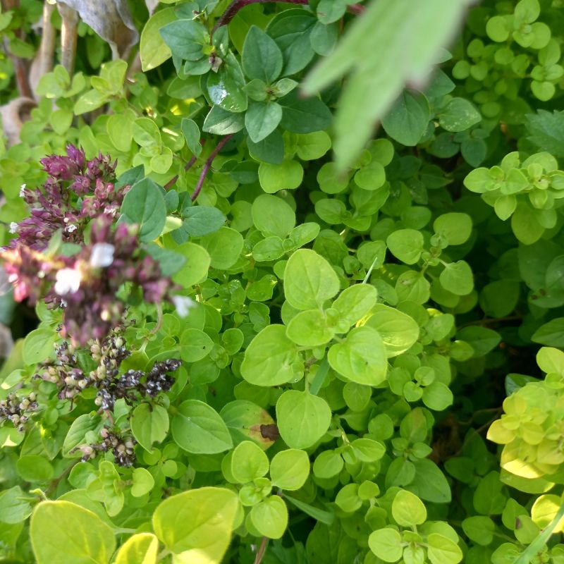 Marjoram, Compact ORIGANUM vulgare Park Farm Plants