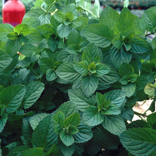 Mint MENTHA spicata var. crispa 'Moroccan' Park Farm Plants