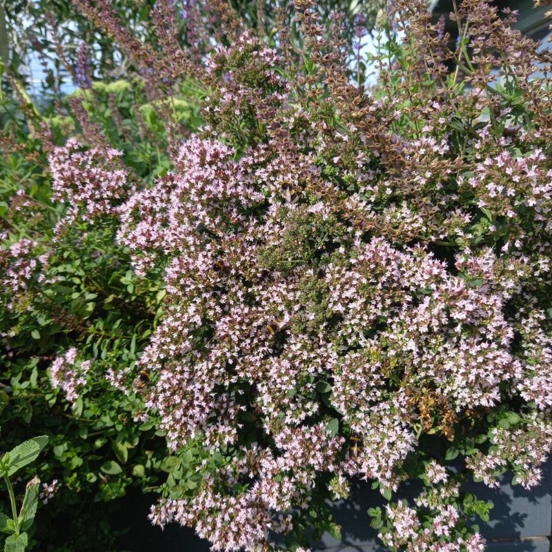 Marjoram, Compact ORIGANUM vulgare Park Farm Plants