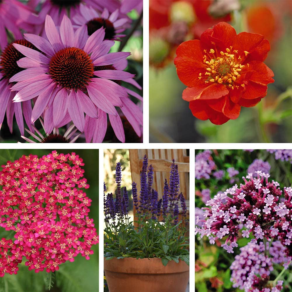 30 x Perennial Collection Garden Plant Hardy Perennial Flowering Garde ...