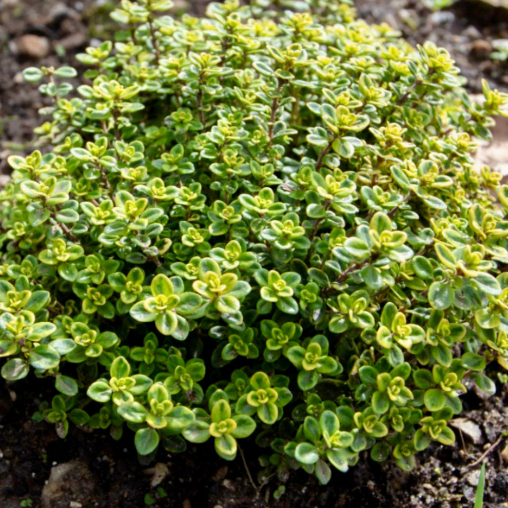 Thyme, Creeping Lemon THYMUS x citriodorus 'Lemon' Park Farm Plants