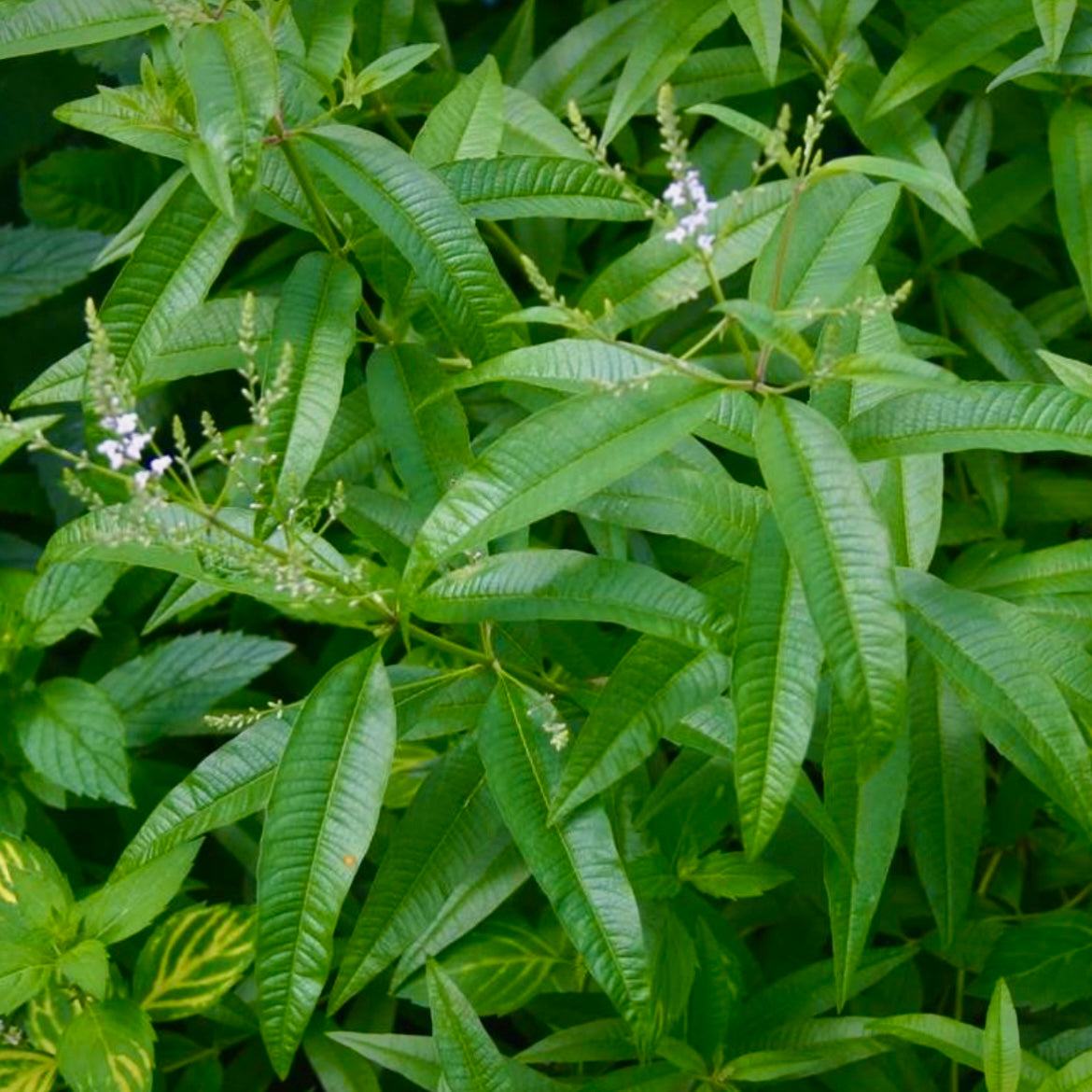 Lippia citriodora  - comm. Lemon Verbena, syn. Aloysia triphylla